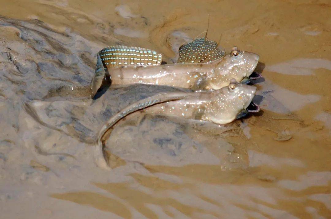 風味三門世界最笨的魚花3億年才進化上岸還沒開始