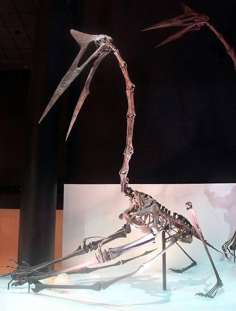 风神翼龙属,属于神龙翼龙科,生存于晚白垩纪的美国南部,约6800万年前