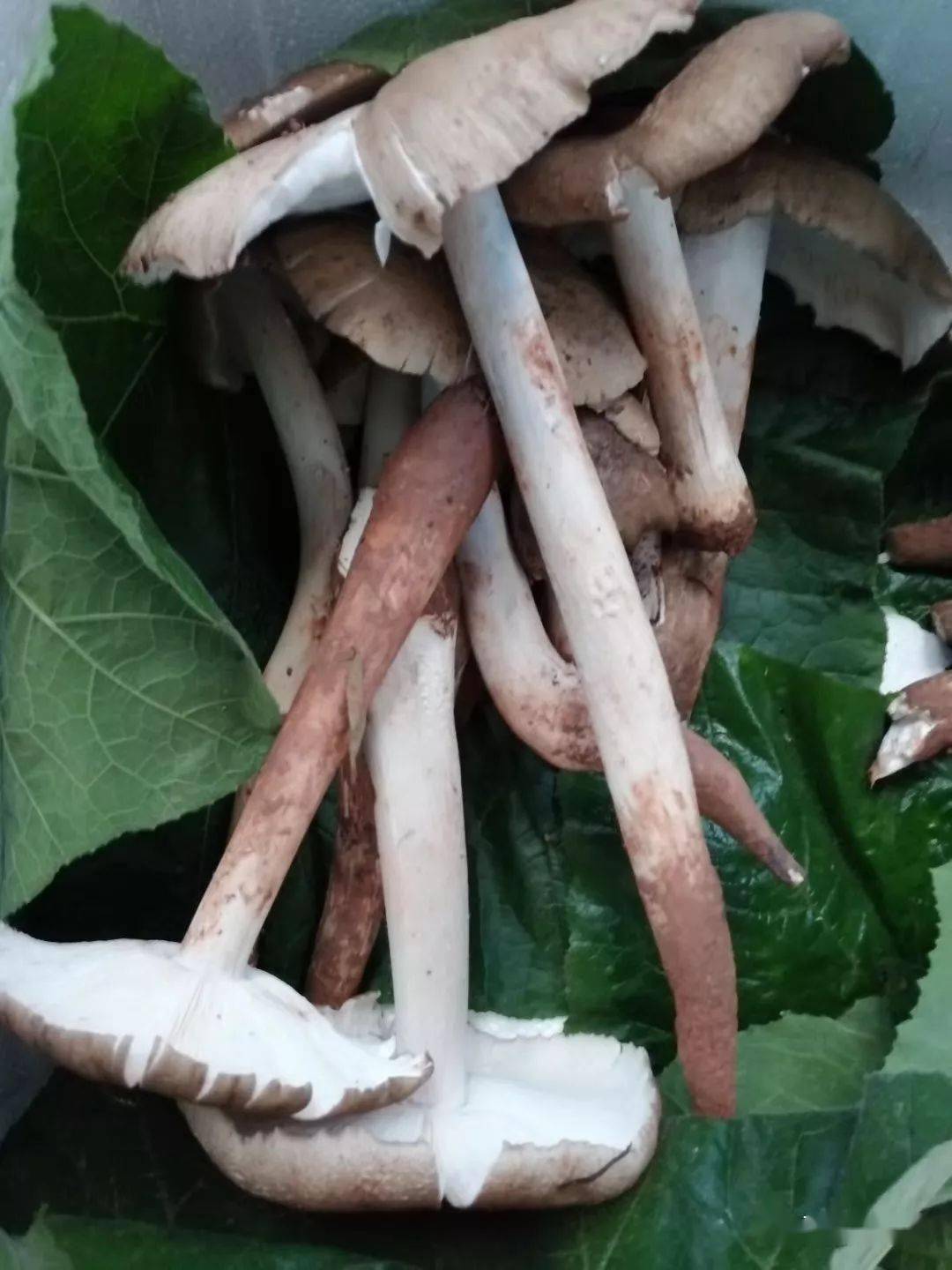 尖头菌 三堂菌 三把姑 荔枝菌 鸡嘴菌 三八菇 鸡松菌 伞把菇 鸡心菇