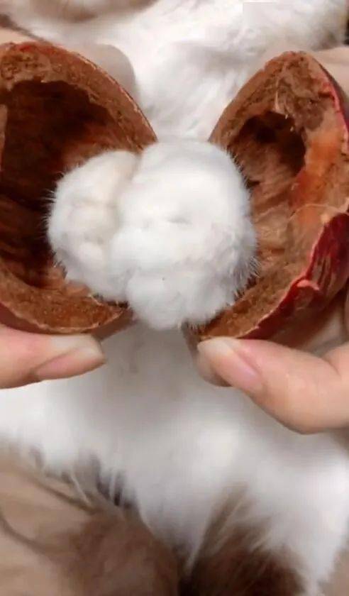 每吃一个山竹就有一只喵失去jiojio