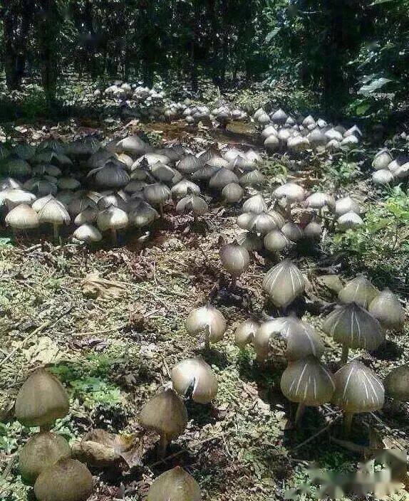 资阳人都爱吃的野味即将大量上市_鸡枞