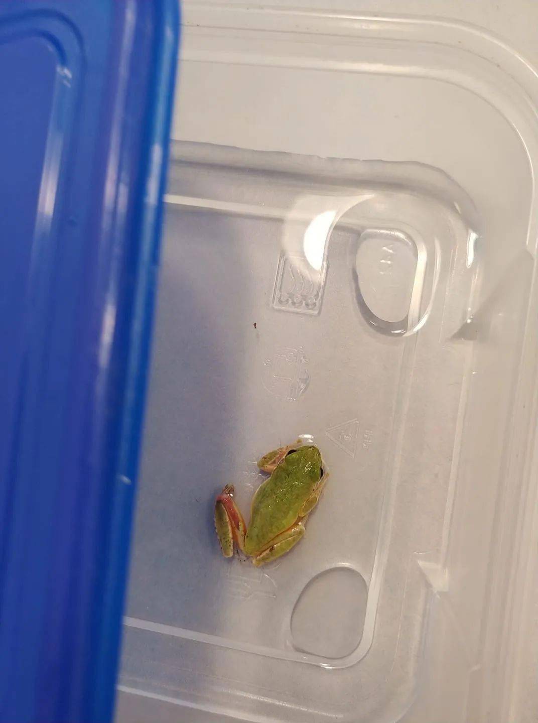 野生树蛙腿部皮肤撕裂膝盖骨外露,美女网友决定"帮帮孩子"!_morgan