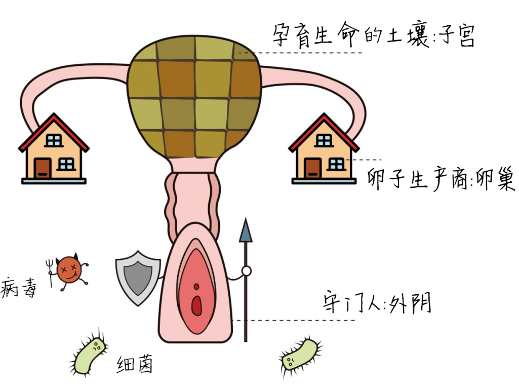 能挡住大部分妇科病的,就这三道防线_阴道