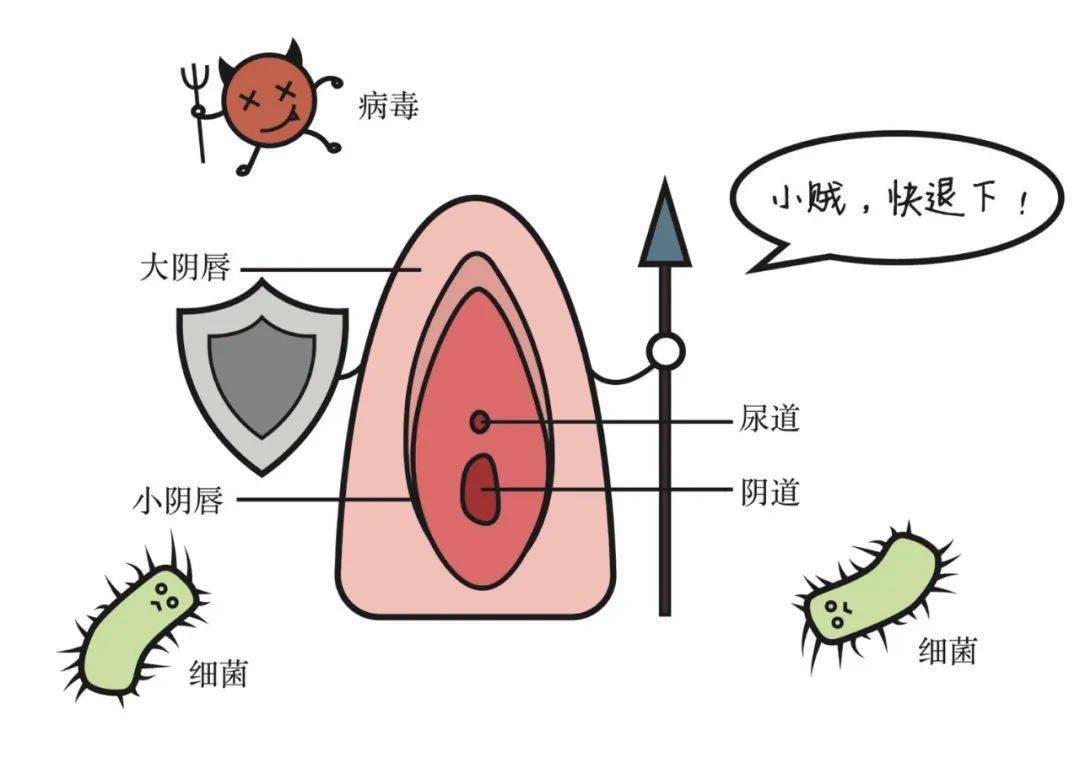 妇科结构 下面图片