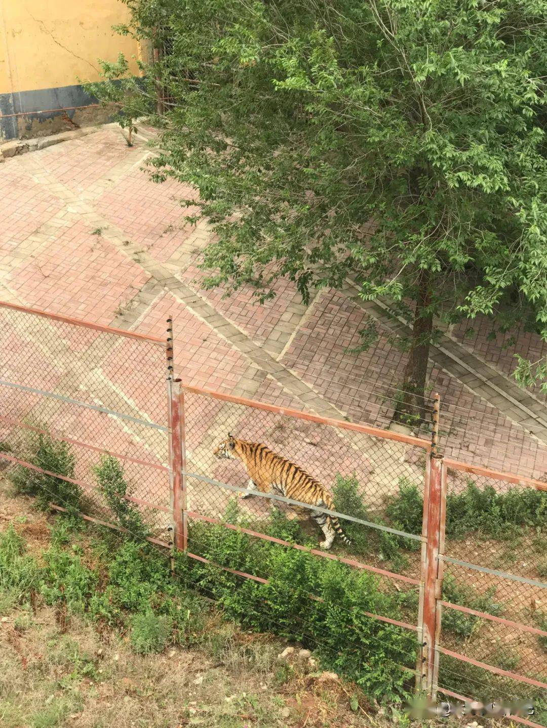 這週末去大青山野生動物園看猛獸呀