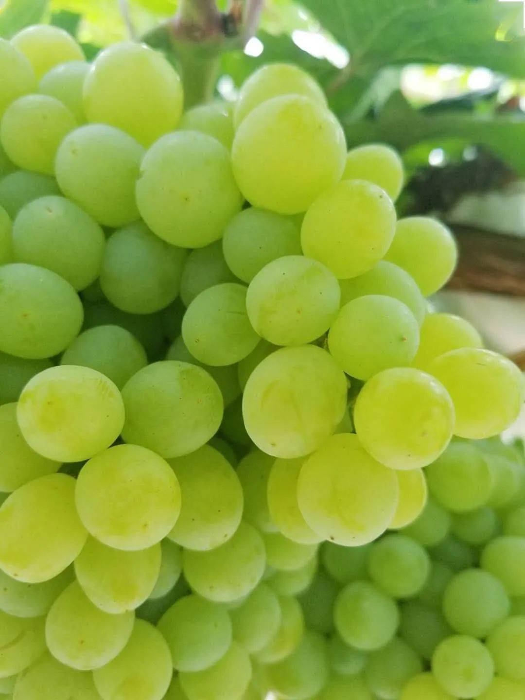 香甜的葡萄终于熟啦!还是心心念念的那个味道!