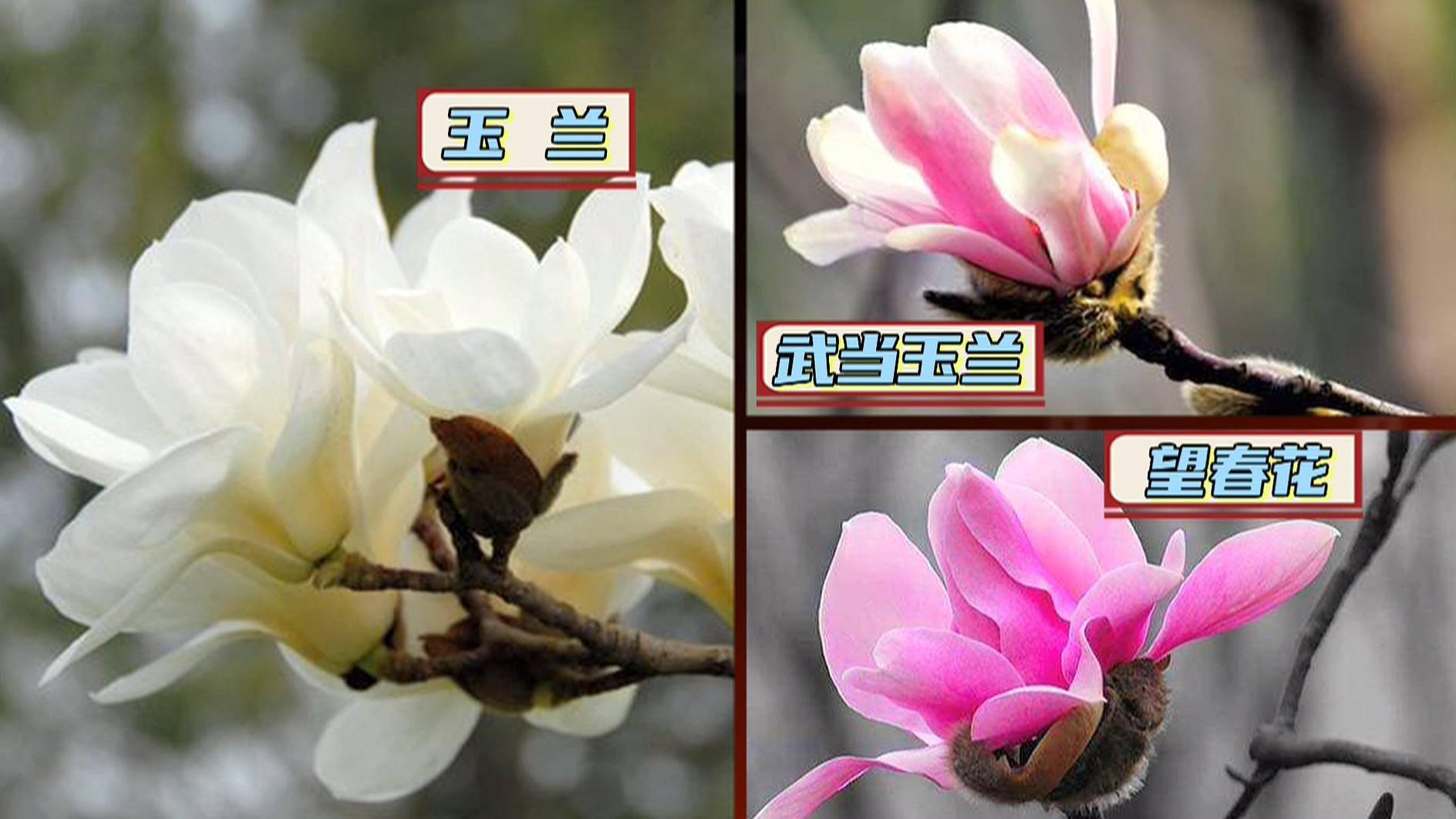 中国中医科学院针灸医院药房副主任药师闻芳:"玉兰花有很多种类,但大