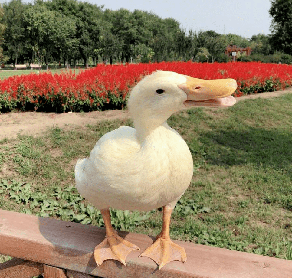 王珞丹寻宠物鸭:泛滥的恶意背后,谁来书写真正的"愤怒"?