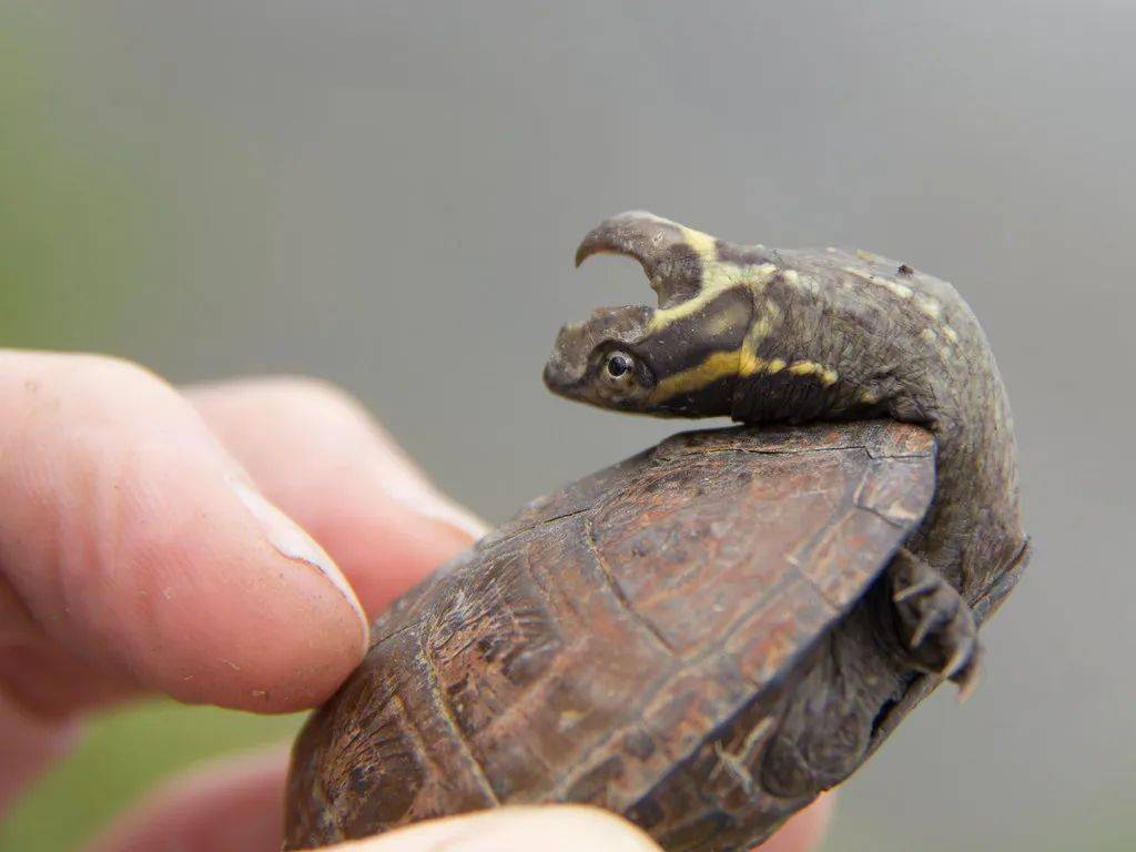 头盔蛋龟丨背着头盔的小萌物