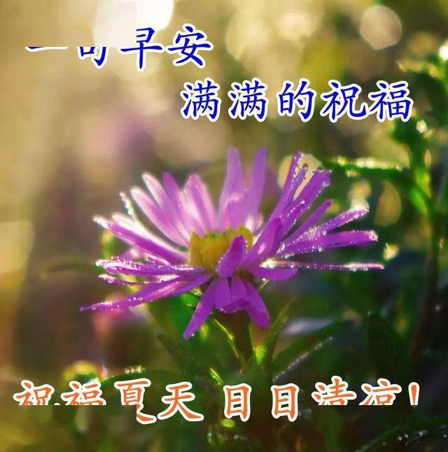 早上好,夏季早安祝福語鮮花圖片大全,唯美早晨問候表情