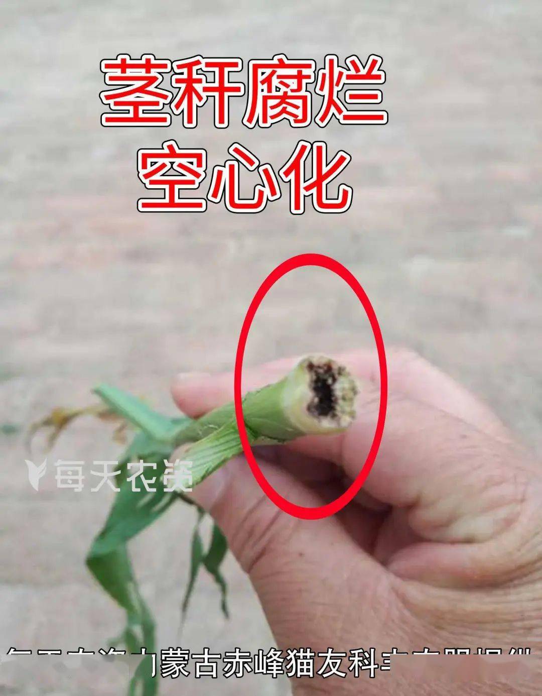 玉米茎腐病用什么药好