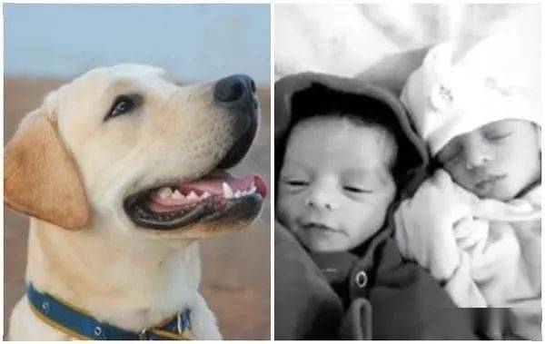 拉布拉多忌妒双胞胎夺宠,竟活活咬死女婴.