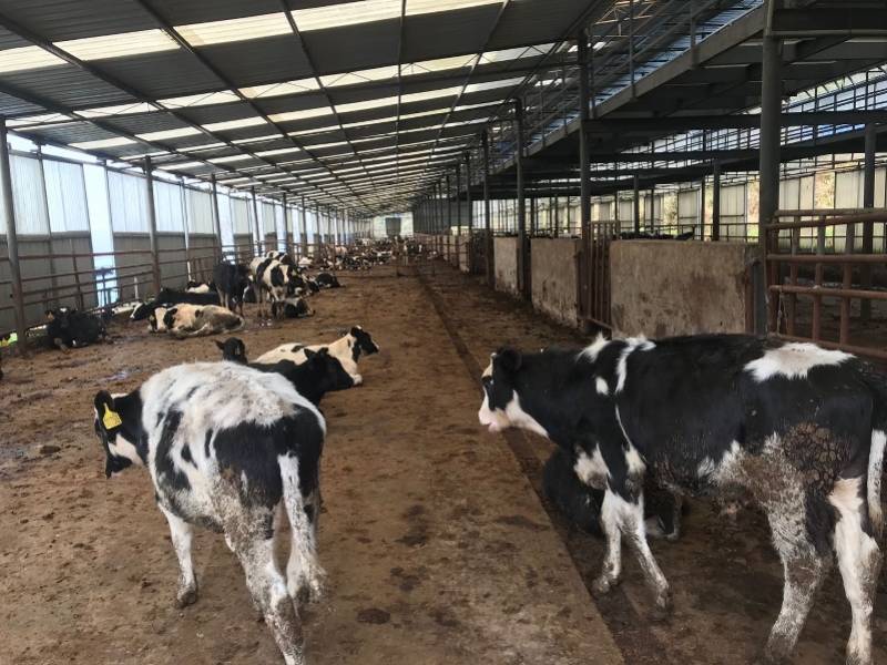 华农校友回乡与贵州黔西乡亲合作"养牛"!半年为当地增收60万