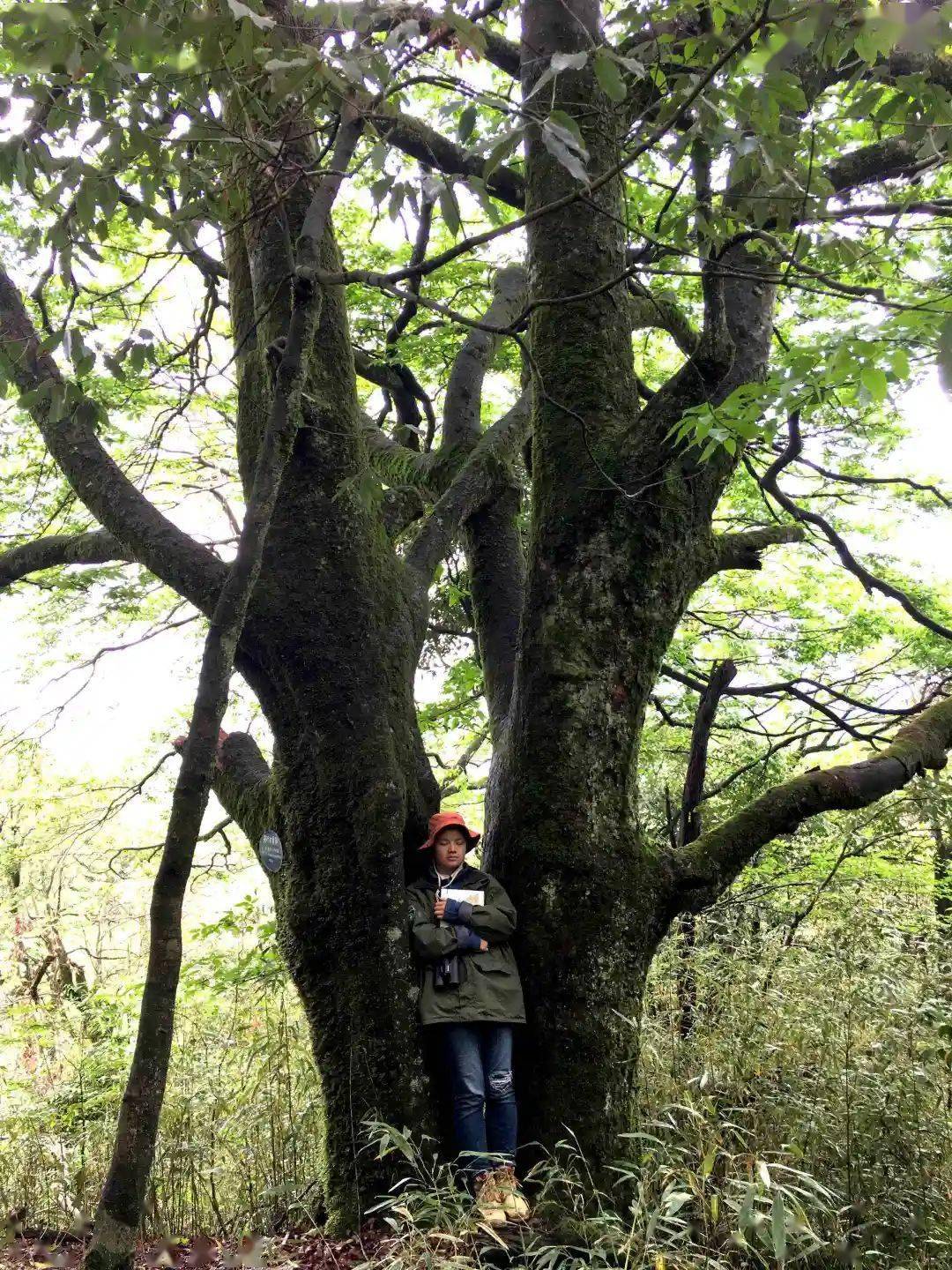 微视频湖湘古树名木寻芳亮叶水青冈古树群