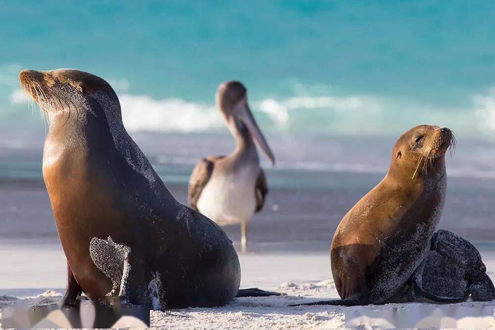 一分钟小知识 | 如何区分海狮,海豹,海狗?