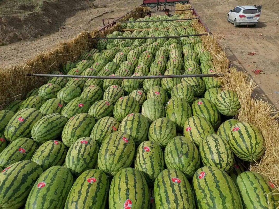 炎炎夏日人本超市硒砂瓜周三开始售卖了