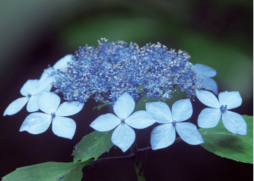 《四季之花》邂逅俳句:绣球花月夜,尚是淡青色