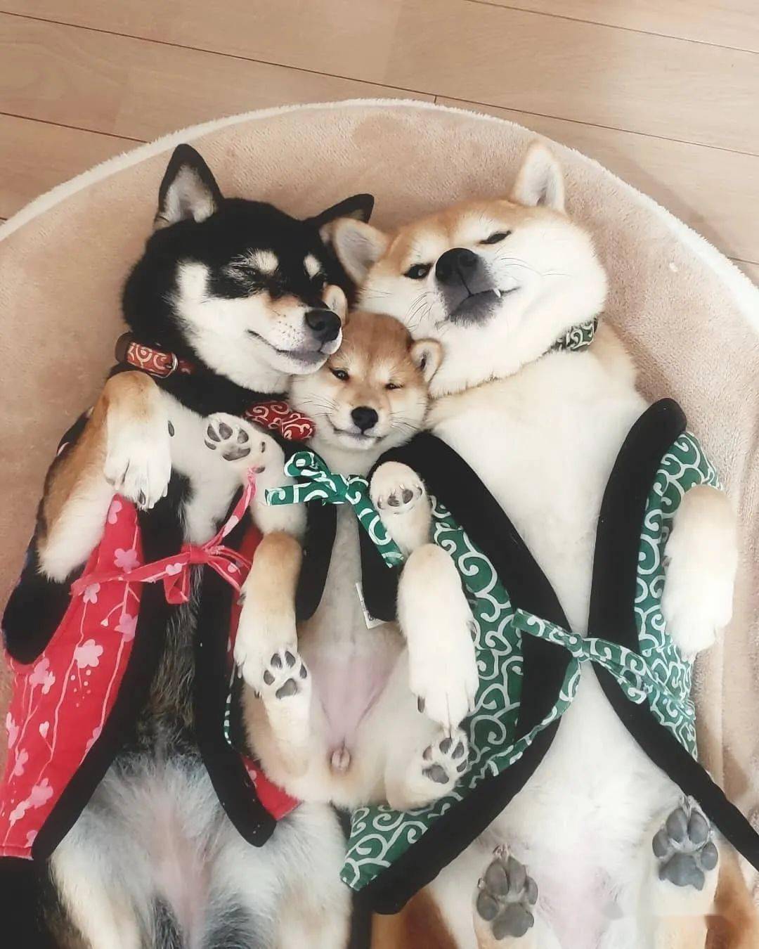 柴犬三姐妹的甜蜜日常各种合照简直就是闺蜜照模板啊