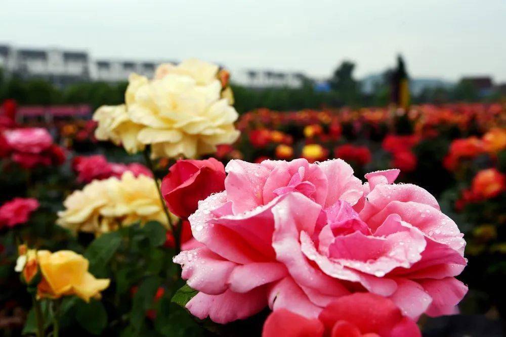 天鸣花海免门票真相是这样的还有暑期冒险之旅等你挑战