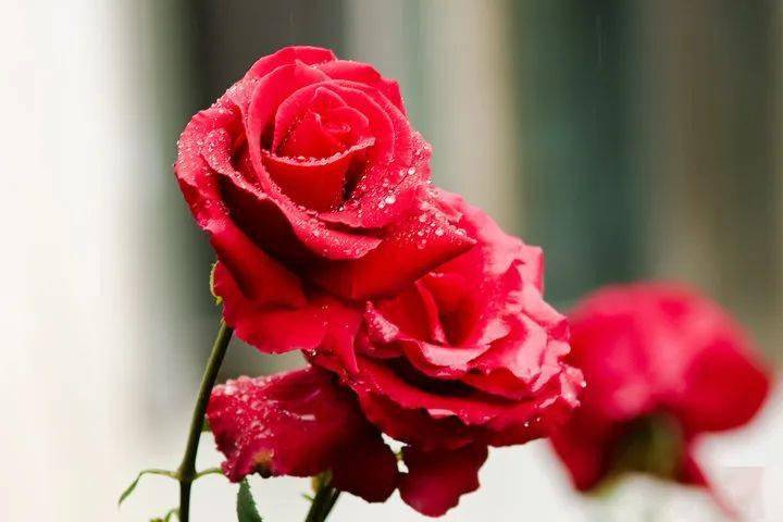 道术卵巢囊肿内服效验方选