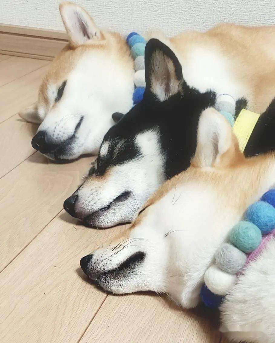 柴犬三姐妹的甜蜜日常各种合照简直就是闺蜜照模板啊