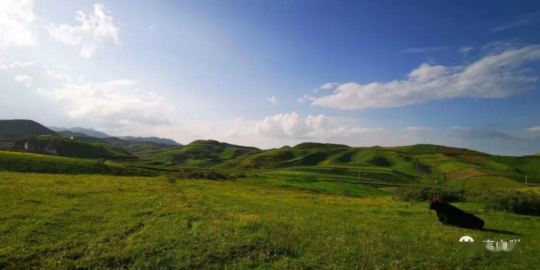 高山猫纪录片沿池坝田间公路游礼县草坪乡上山村