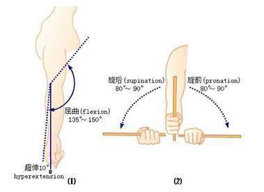肘关节七种动作示意图图片