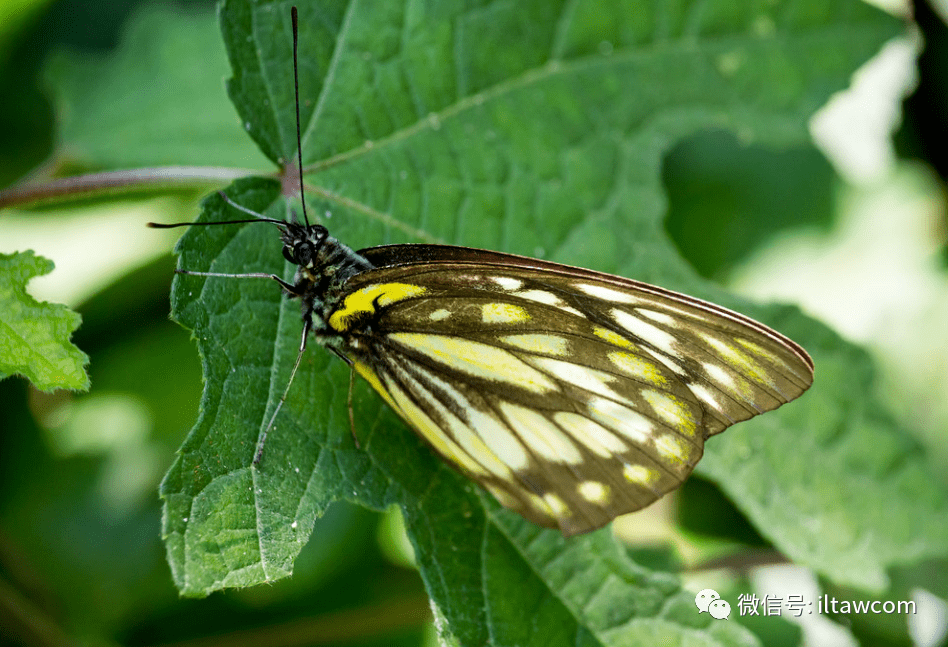 物种图册-侧条斑粉蝶