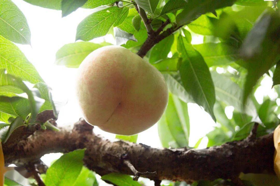 金顾山水蜜桃节,来了!