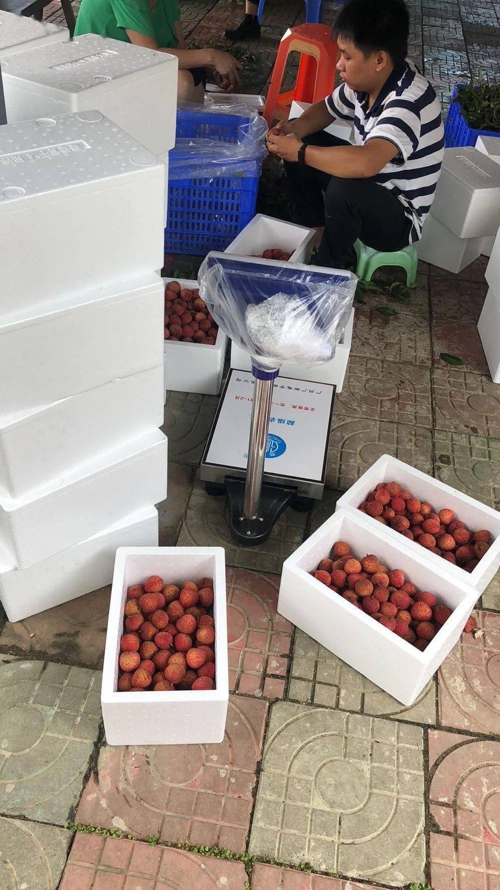 厚街打包上万斤荔枝赠香港旅港乡亲连赞很感动