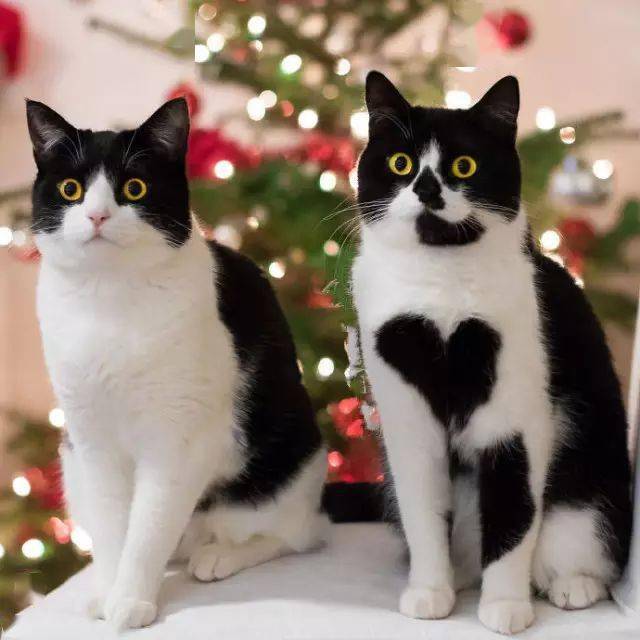 这只喵星人火了.