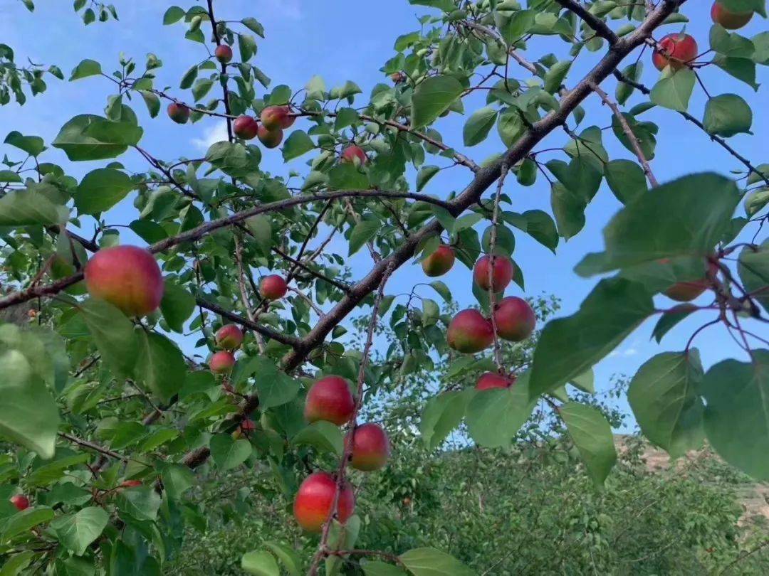 彭阳红梅杏熟了有没有馋到你