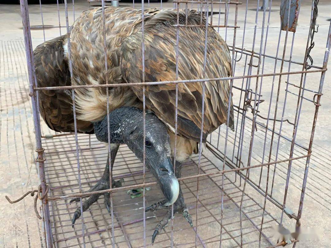 极度濒危物种细嘴兀鹫惊现景谷