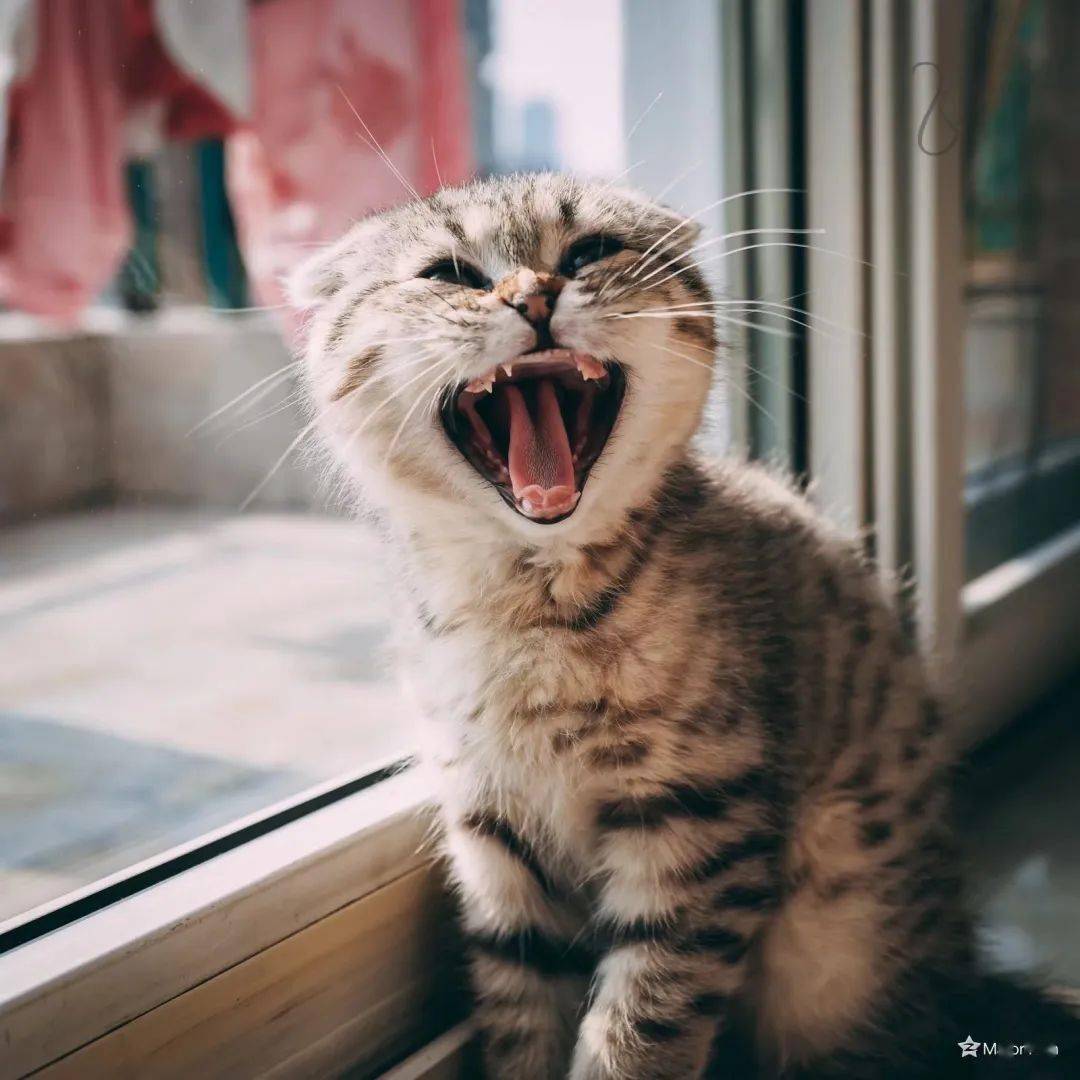 the endthanks for watching文字:邬昊天图片蹇岚兰 李游 卢祥 李俊杰