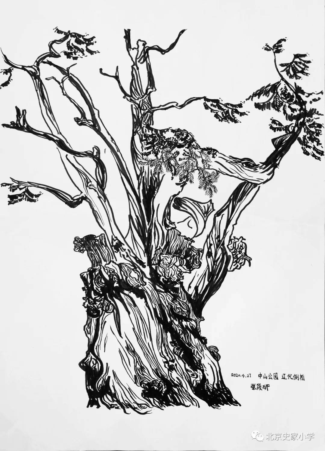 《中山古树》这是我第二次来中山公园画侧柏了
