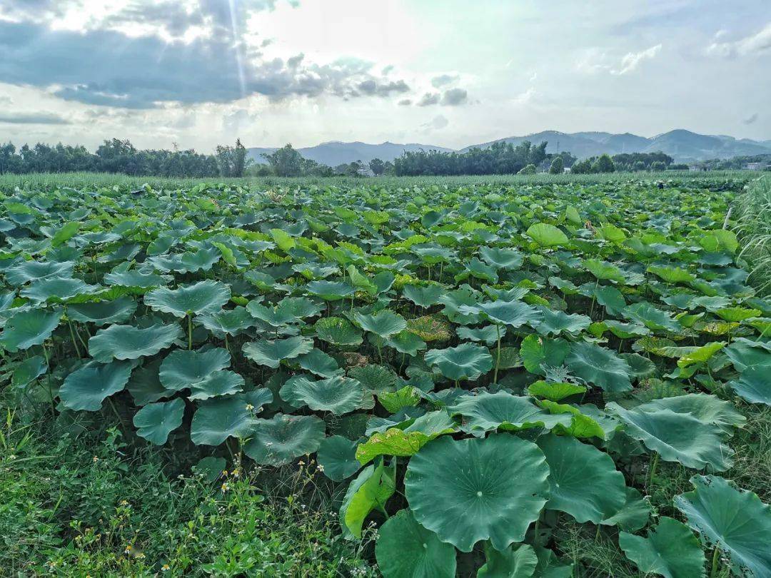 正是莲藕丰收时 藕农采藕乐开怀