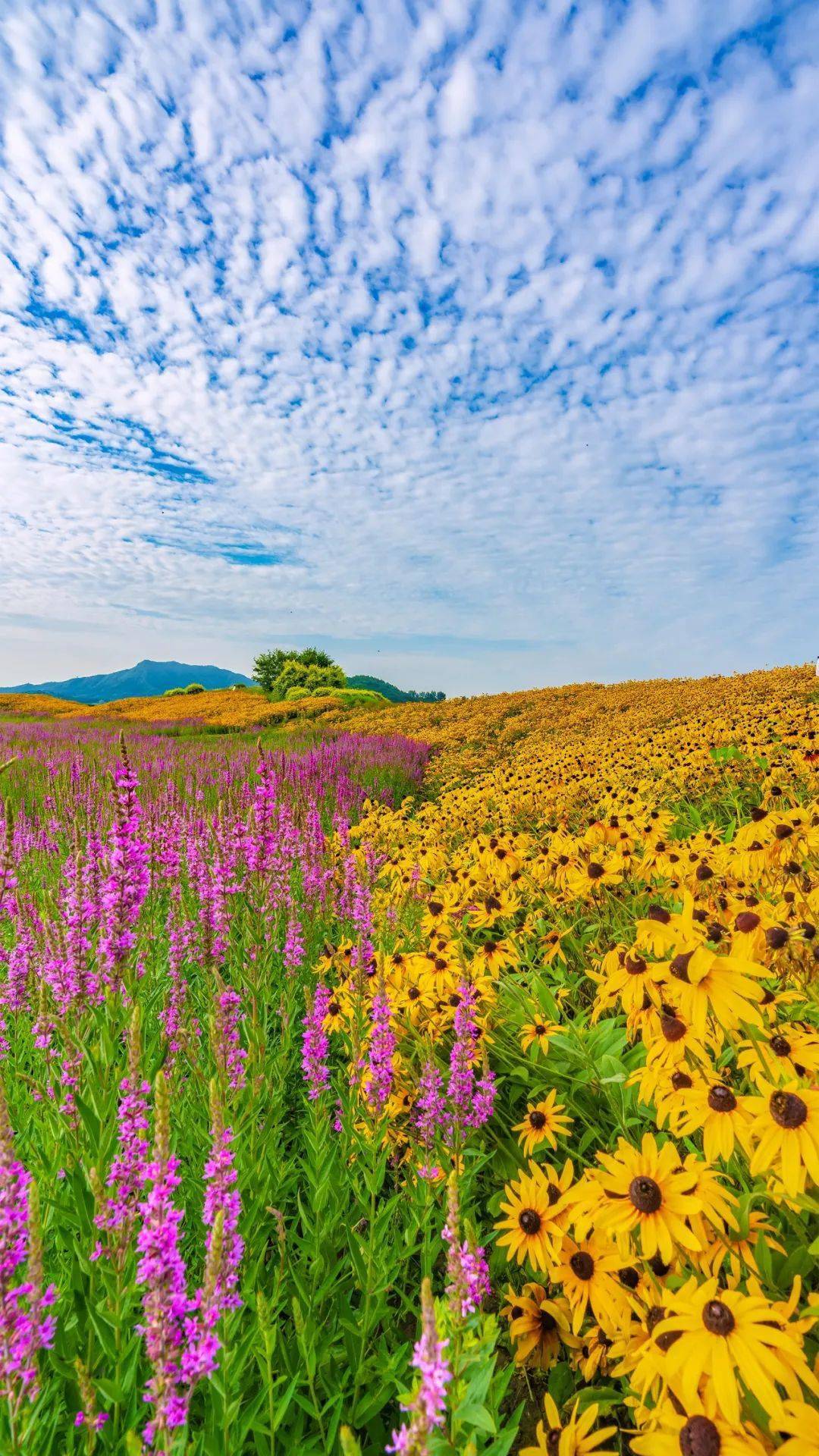 缤纷绚烂的夏花 七孔桥花海 又到了一年中美的时节 欣赏多样风景