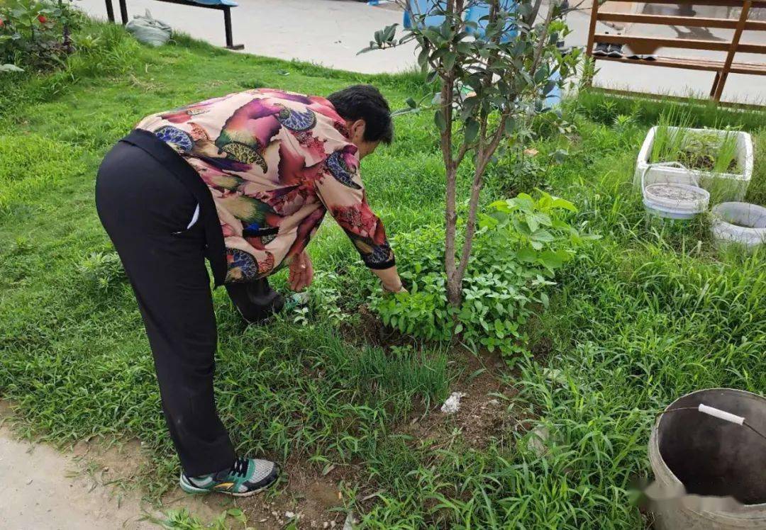 蒙城毀綠種菜好好的綠地豈能變成菜地