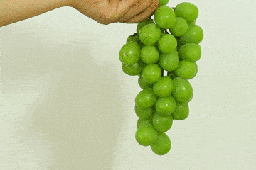 日本天价葡萄1串580自带香气18爆甜的青提