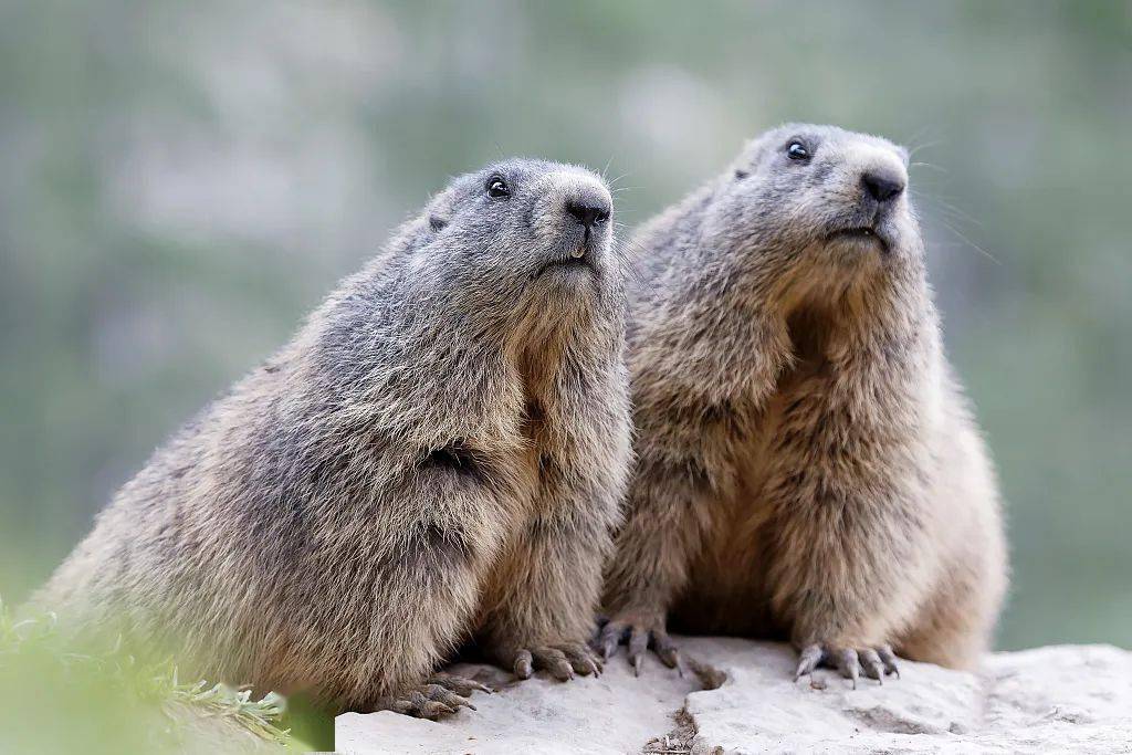 警惕!发现3个鼠疫疫点,唯一确诊病例所在疫点曾有4只毙鼠!