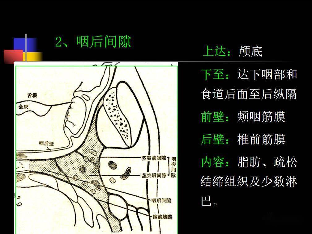 收藏必备鼻咽部的ct详细解剖