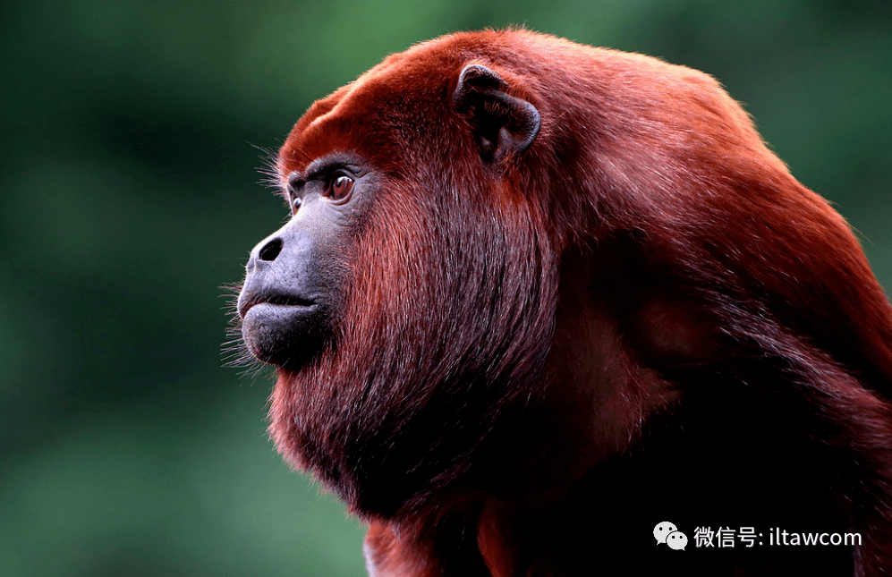 靠嗓门比武的新世界猴-红吼猴