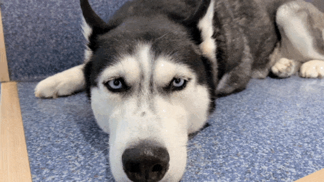 哈哈日常谁说我们家的二哈不够纯南瓜篇