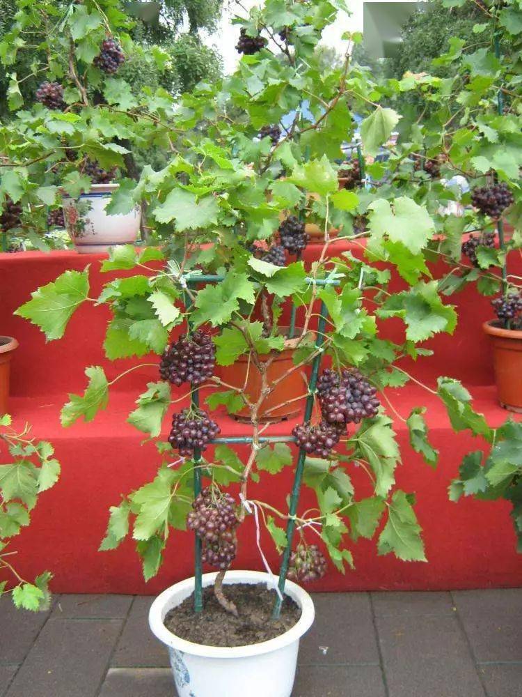 阳台上种葡萄并不难踏踏实实完成九个步骤定能顺利挂果