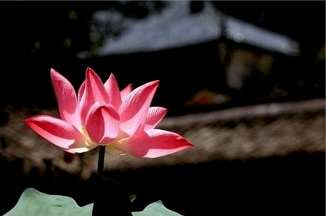 【素檀生活】生態寺院|蓮花照水開,供養佛前