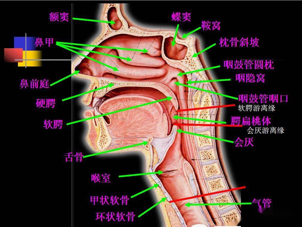 收藏必備鼻咽部的ct詳細解剖