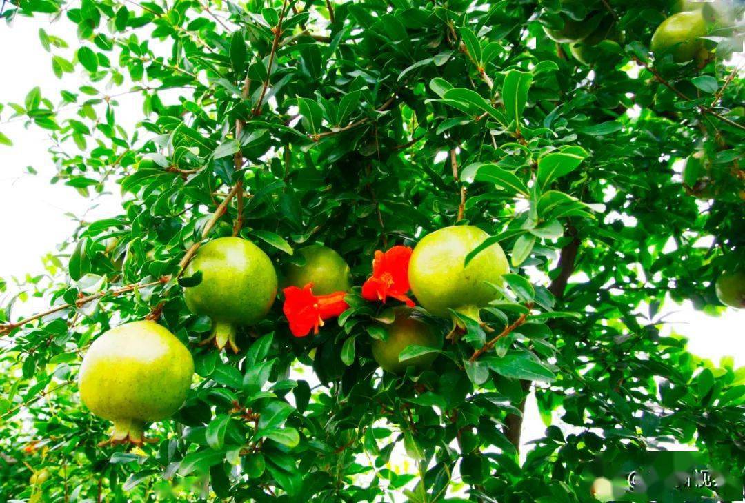 【来伟城事】抱朴园家庭农场,在脱贫的道路上这里的农民不会掉队