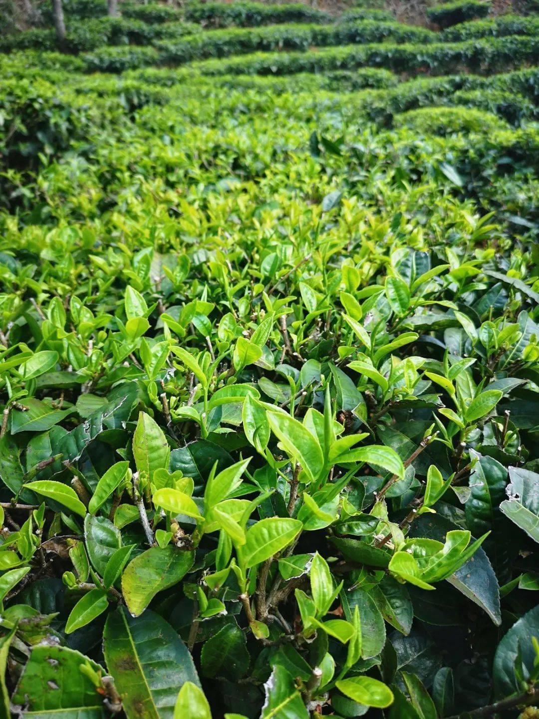 与古茶树天生天养,甚少人工管理不同,台地茶园必须搭配高强度的人工