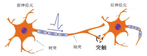 轴突树突形突触图示图片