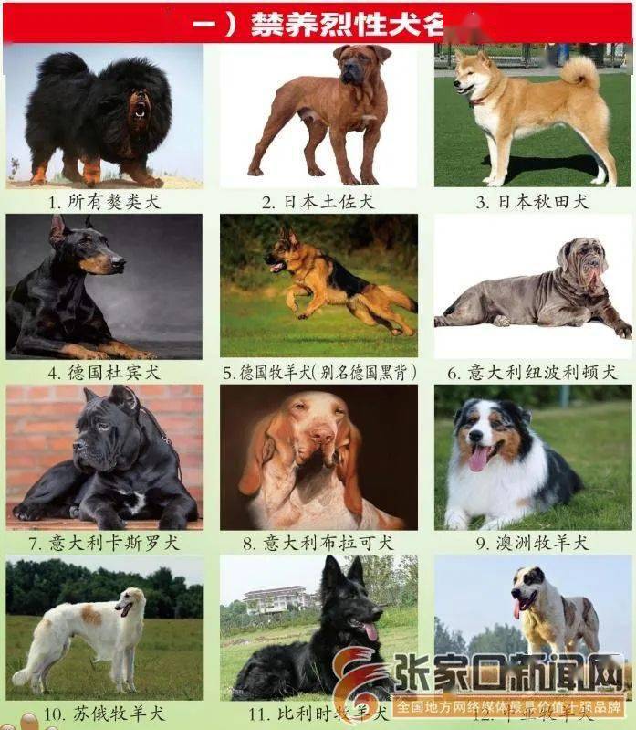 关于张家口禁养犬只的最新政策,你想了解的权威解读……_手机搜狐网